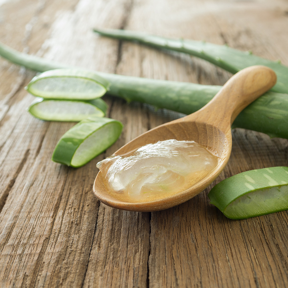 aloe vera plant