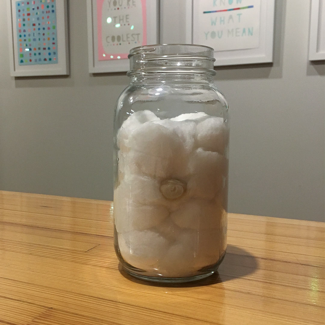 bean sprout in jar