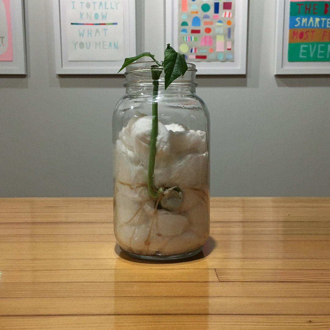 bean sprout in jar 