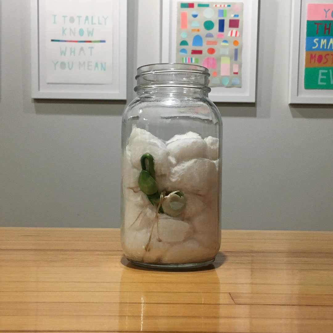 bean sprout in jar 